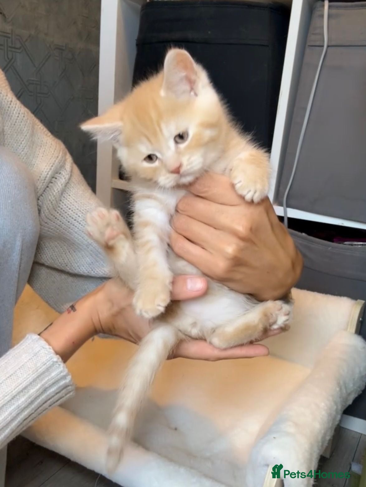 Mixed Breed cats Bsh x maincoon ginger boy left ready to leave  - Advert 1