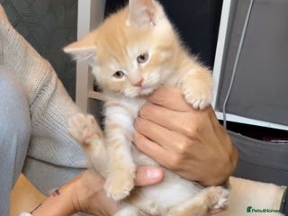 Mixed Breed cats Bsh x maincoon ginger boy left - Advert 8