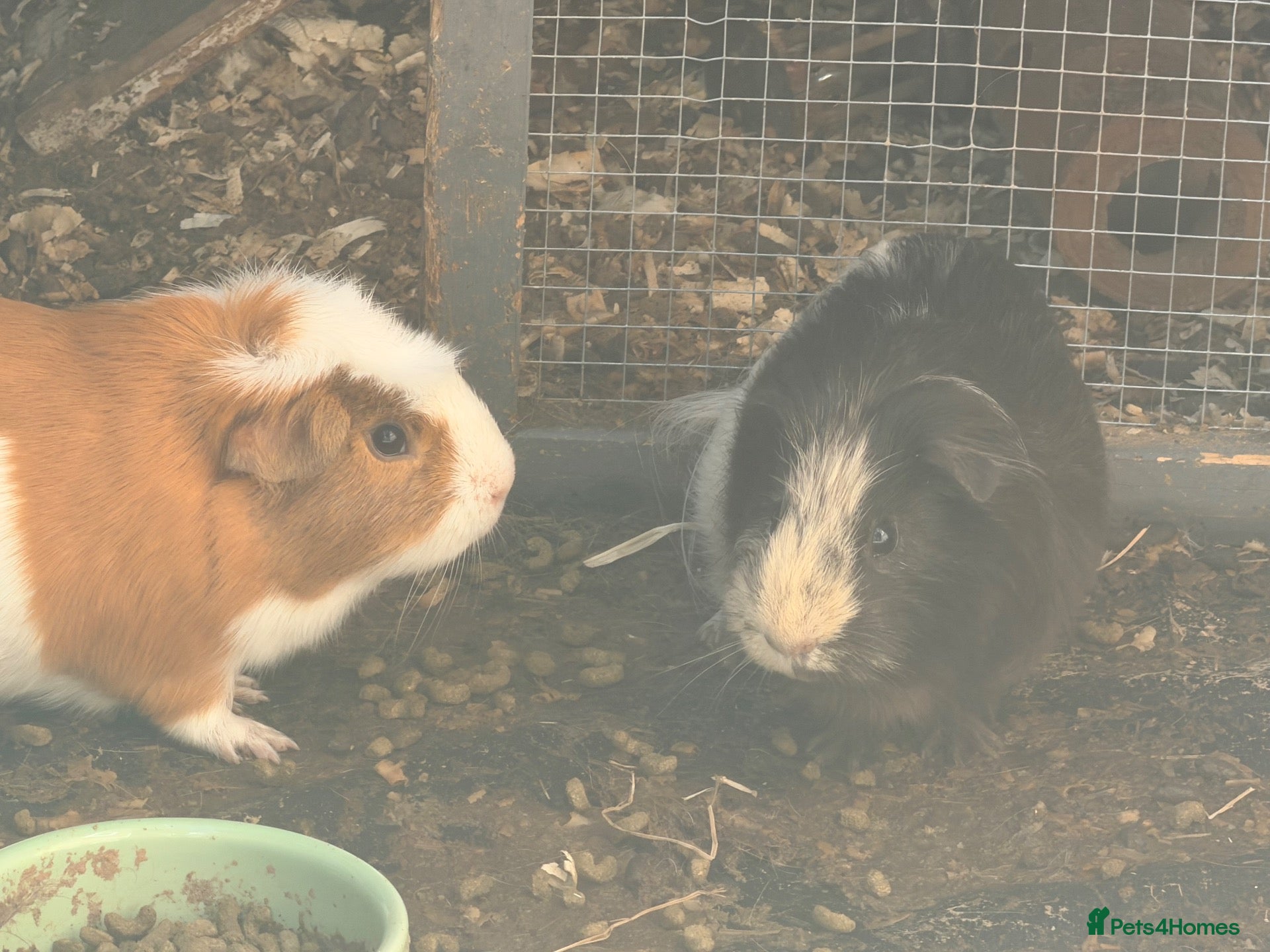 Guinea Pig rodents 2 male guinea pigs FREE!! - Advert 10