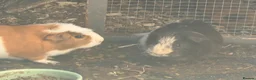 Guinea Pig rodents for sale: 2 male guinea pigs with outdoor hutch and cage  in Ferndown - Advert 4