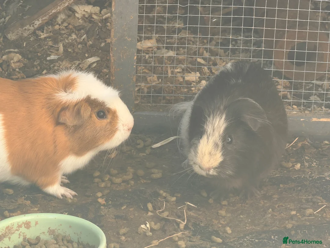 Guinea Pig rodents for sale: 2 male guinea pigs with outdoor hutch and cage  in Ferndown - Advert 4