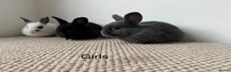 Mixed Breed rabbits for sale: Mini Dutch lops  - Advert 3