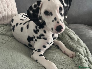 Dalmatian dogs One Dalmatian girl - Advert 9