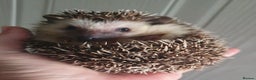 Pygmy Hedgehog rodents for sale:  Full pedigree Baby African pygmy hedgehogs  - Advert 11