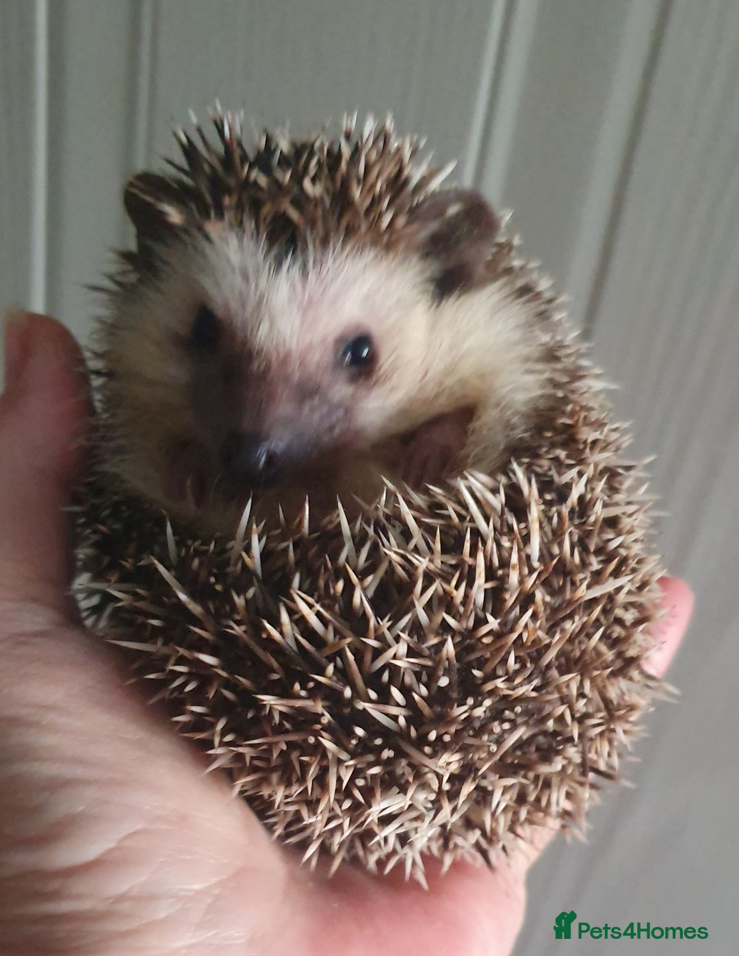 Pygmy Hedgehog rodents for sale:  Full pedigree Baby African pygmy hedgehogs  - Advert 11