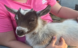 Goats livestock for sale: Gorgeous Chocolate & White Female Baby Pigmy - Image 7