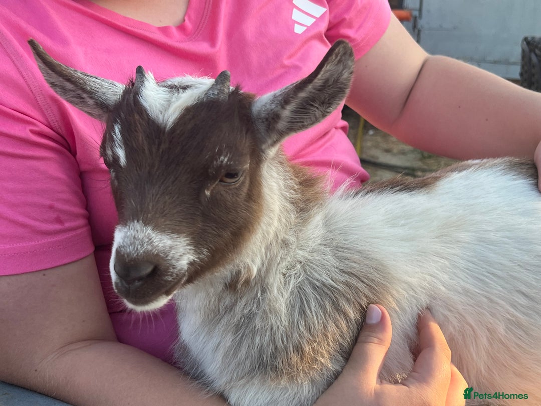 Goats livestock for sale: Gorgeous Chocolate & White Female Baby Pigmy - Image 7