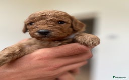 Cockapoo dogs for sale: Fox red cockapoo's - Image 10