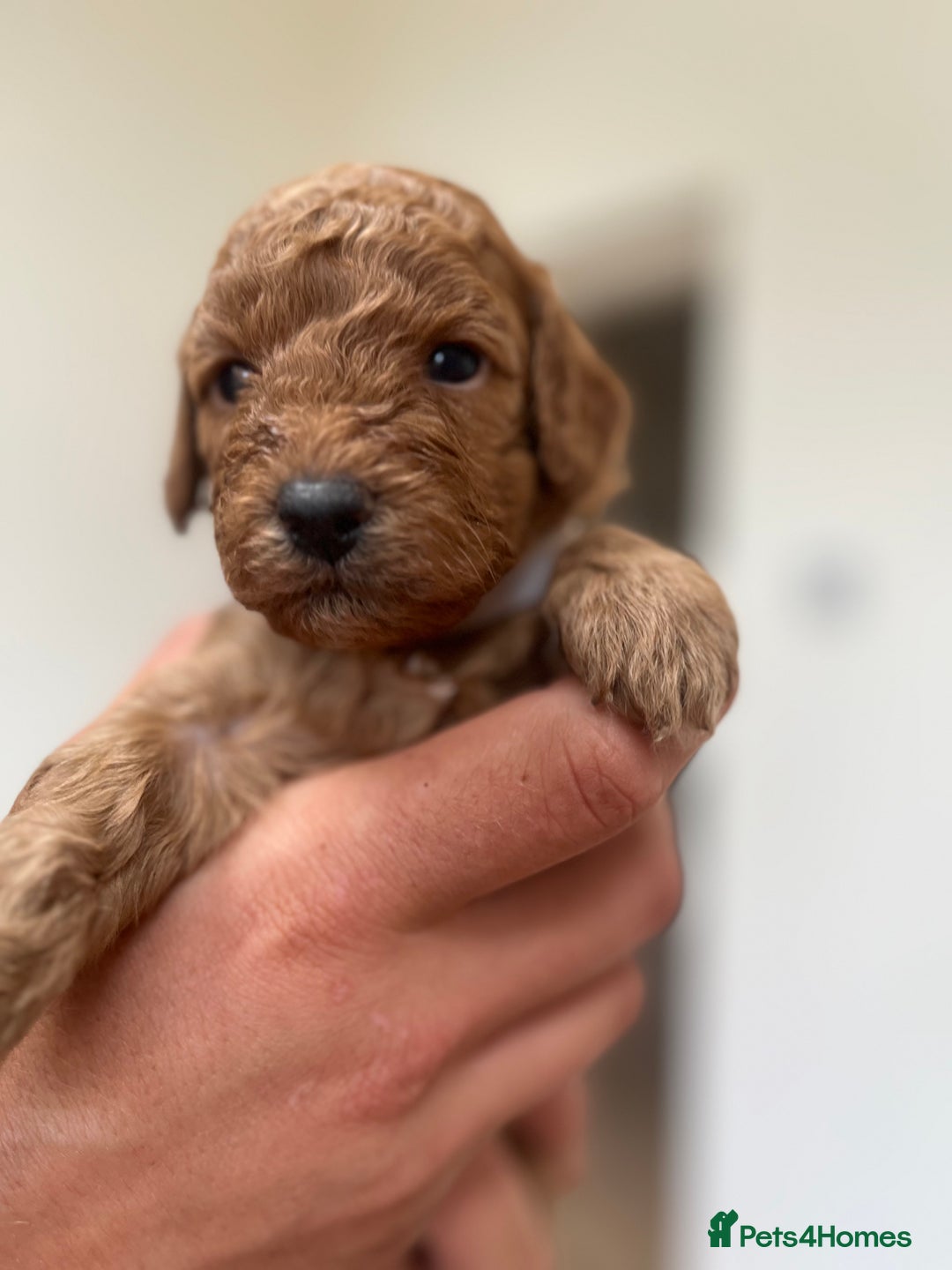 Cockapoo dogs for sale: Fox red cockapoo's - Image 10