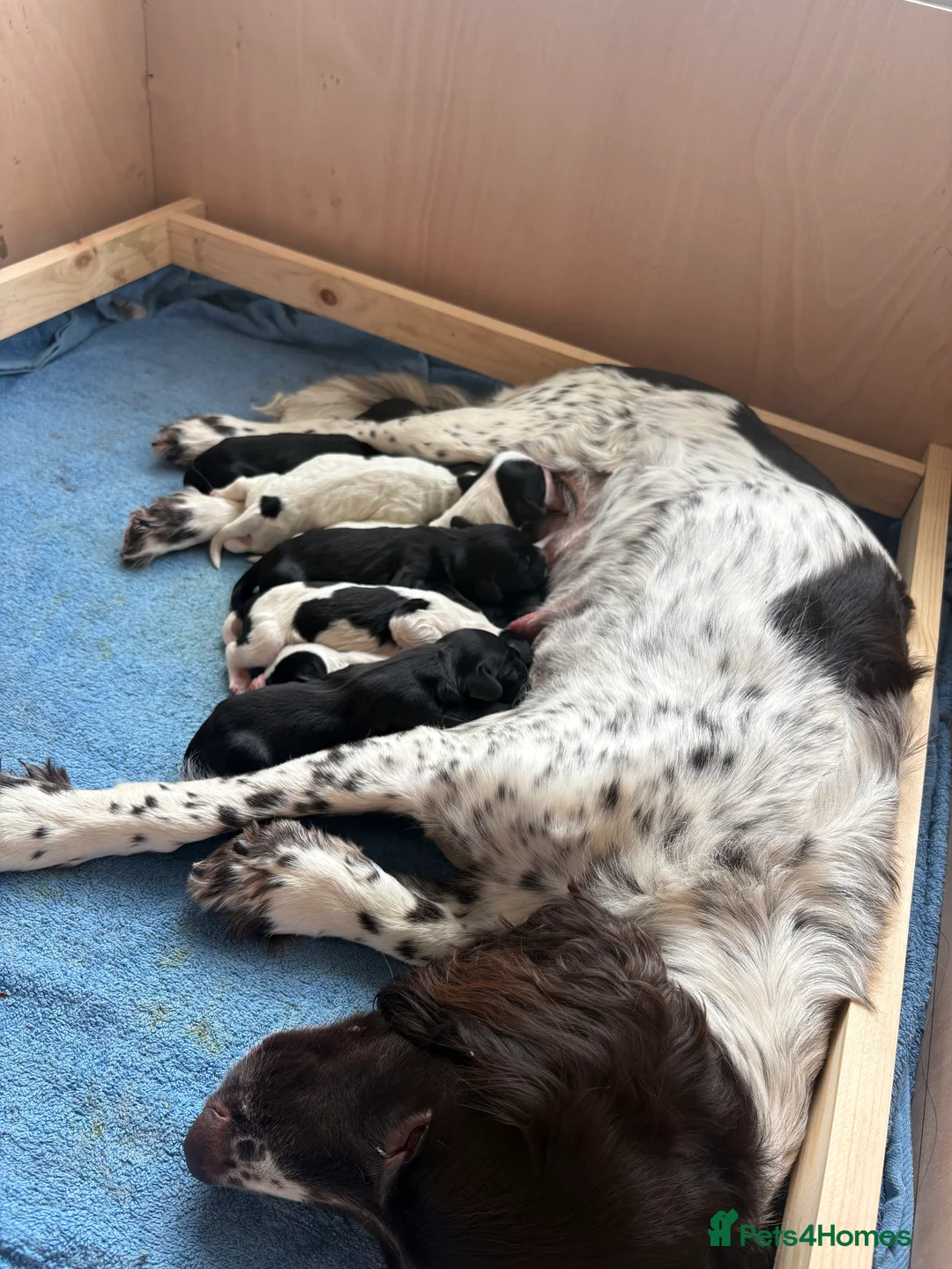 Sprocker dogs for sale: Sprocker spaniel puppies  in Barnard Castle - Advert 2