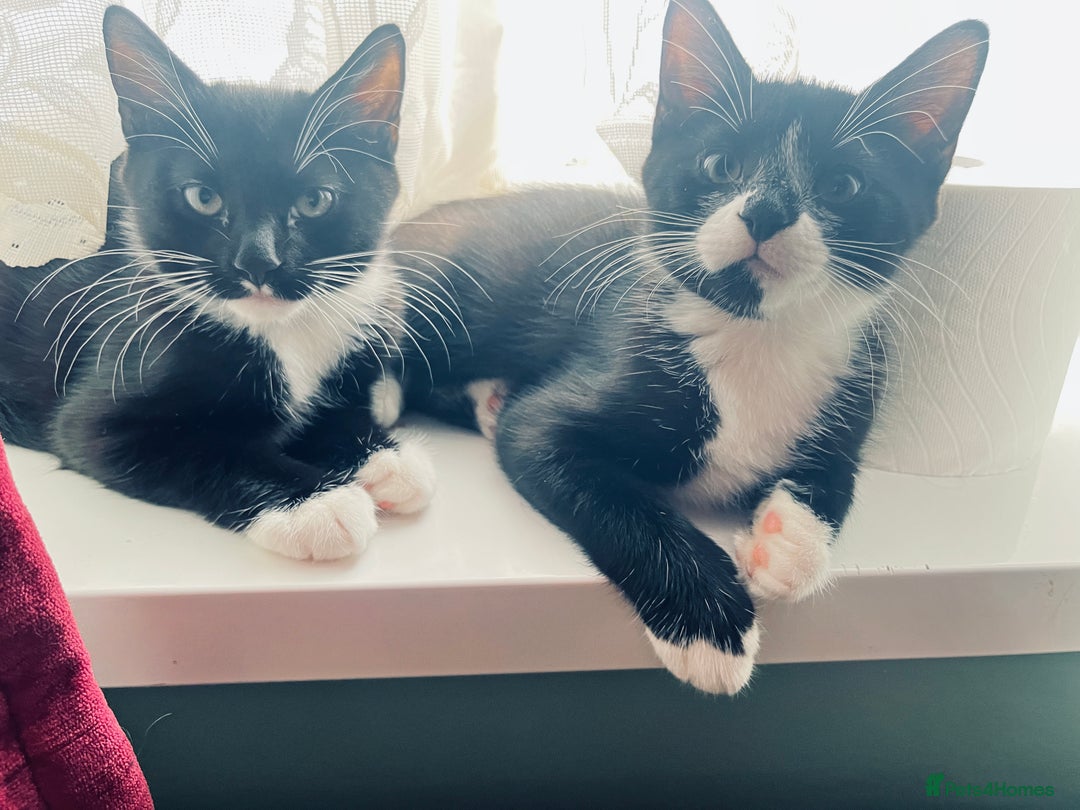Mixed Breed cats for sale: 4 month old kittens looking for forever homes! - Advert 4
