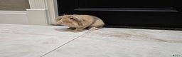 Mini Lion Lop rabbits for sale: Muffin Is for Sale - Advert 3