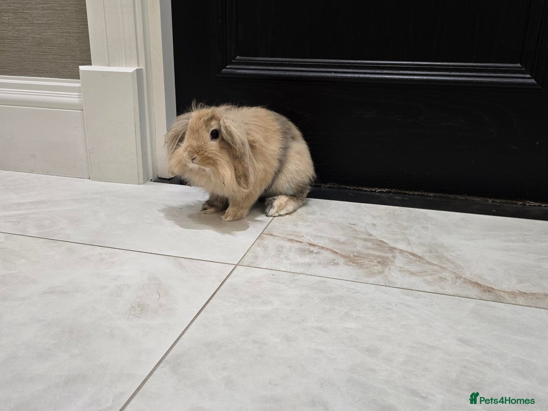 Mini Lion Lop rabbits for sale: Muffin Is for Sale - Advert 3