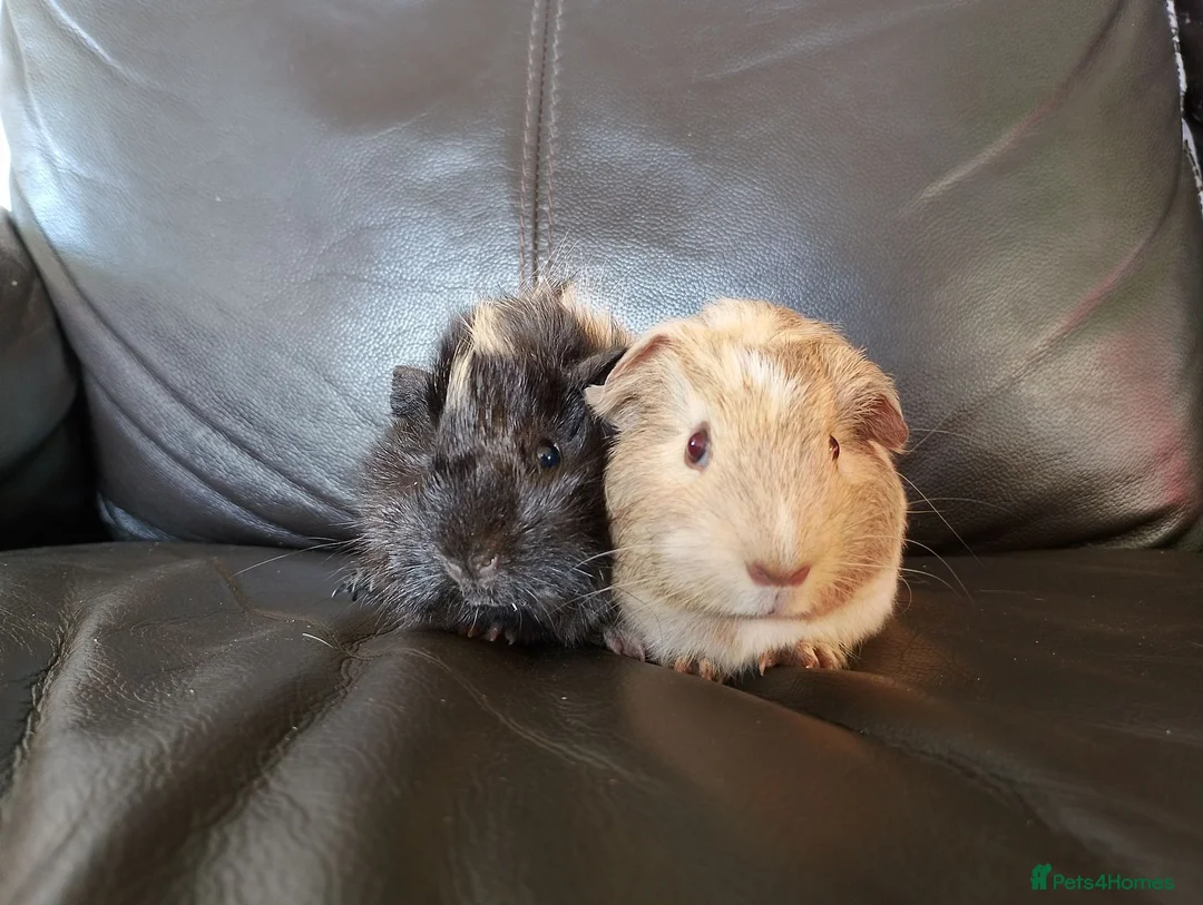 Guinea Pig rodents for sale: Guinea pig boars in Wrexham - Advert 3