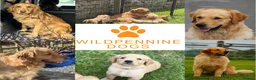 Golden Retriever dogs for sale: KC Golden Retriever Puppies - Advert 1