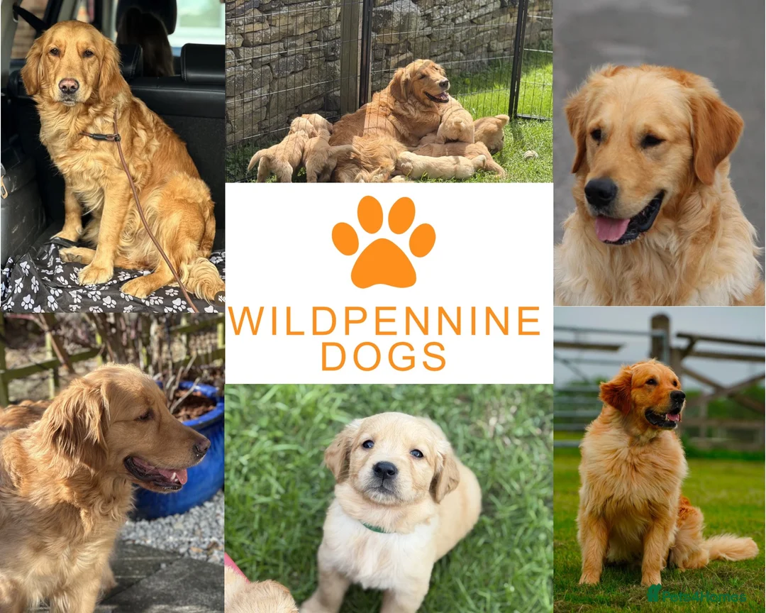 Golden Retriever dogs for sale: KC Golden Retriever Puppies - Advert 1