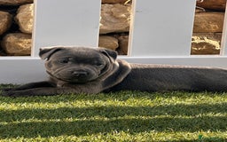 Staffordshire Bull Terrier dogs for sale: Blue Female Staffordshire Bull Terrier - Image 4