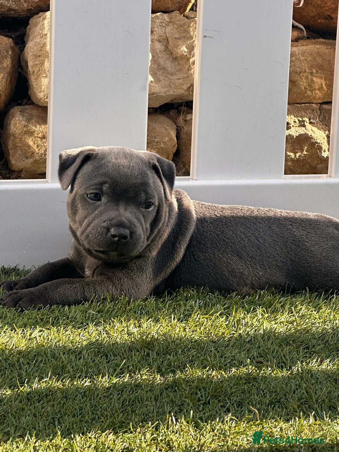 Staffordshire Bull Terrier dogs for sale: Blue Female Staffordshire Bull Terrier - Image 4