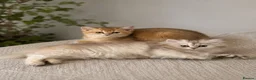 Scottish Fold cats for sale: Charming Scottish Straights and  Fold available. - Advert 14