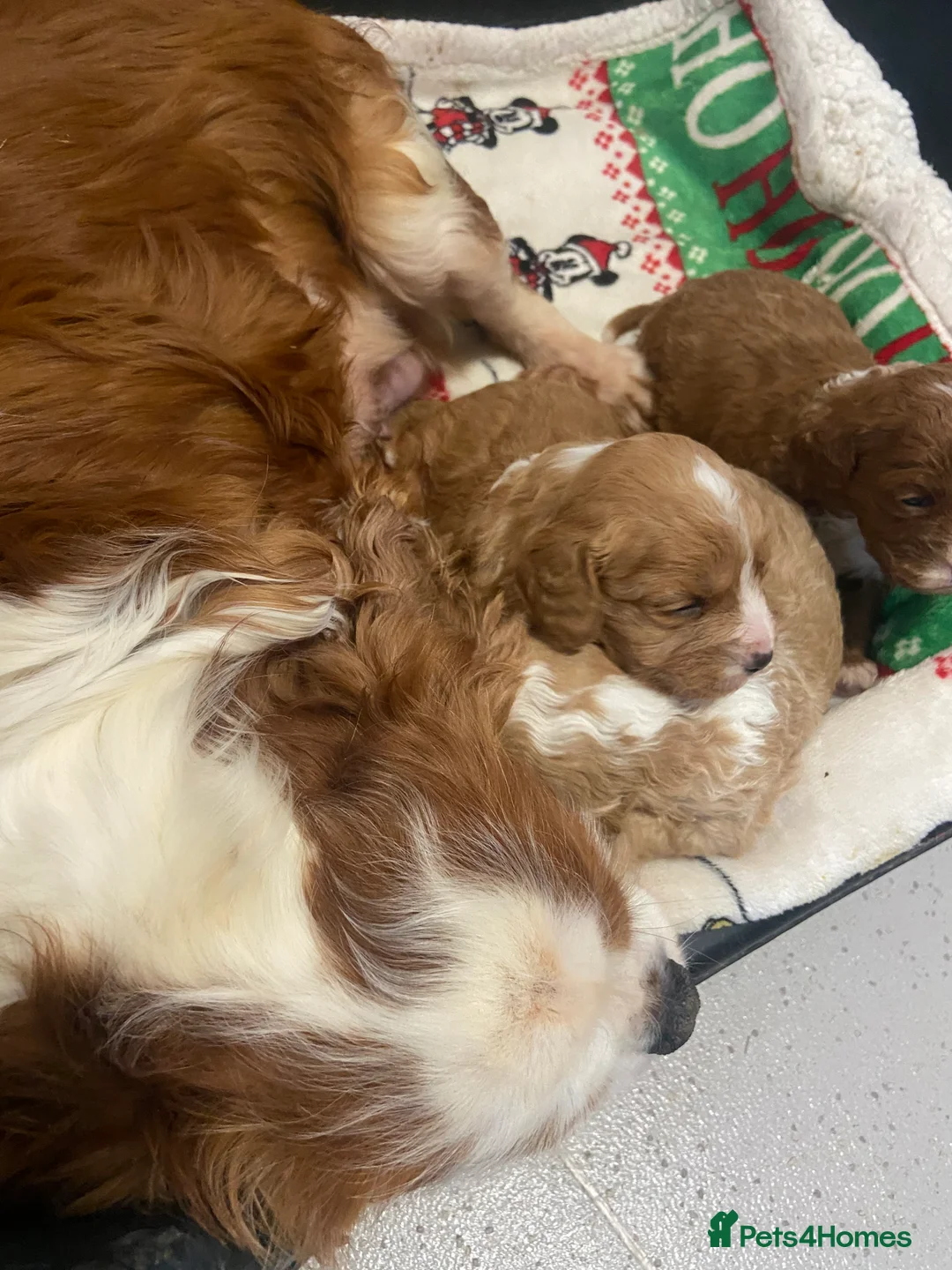Cavapoo dogs for sale: 3 Gorgeous cavapoos 2male, 1 female  - Advert 2