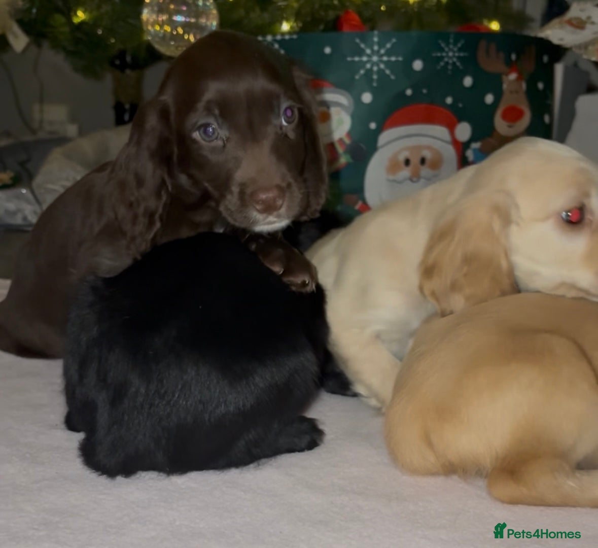 Cocker Spaniel dogs Ready now!!! Males available - Advert 1