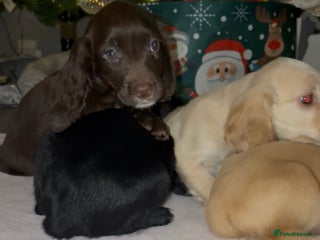Cocker Spaniel dogs Ready now!!! Males available - Advert 1