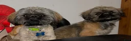 Shih Tzu dogs for sale: Shih Tzu Puppies - Advert 9