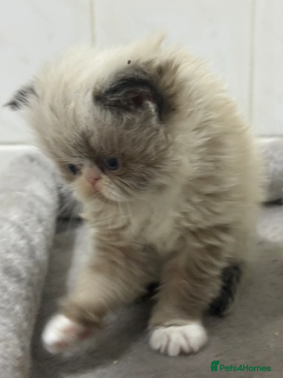 Persian cats for sale: GCCF registered colourpoint Persian kittens 💙 - Advert 11