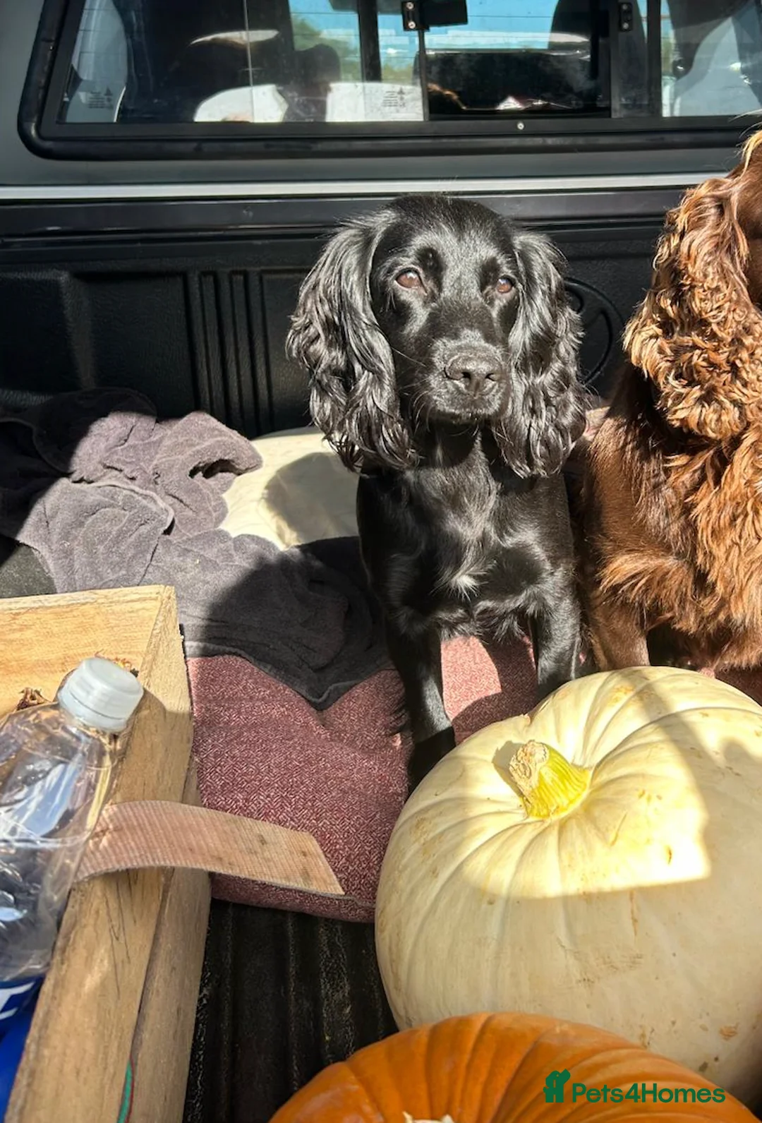 Cocker Spaniel dogs for sale: Working Cocker Puppies - Advert 1