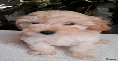 Mixed Breed dogs - Advert 3