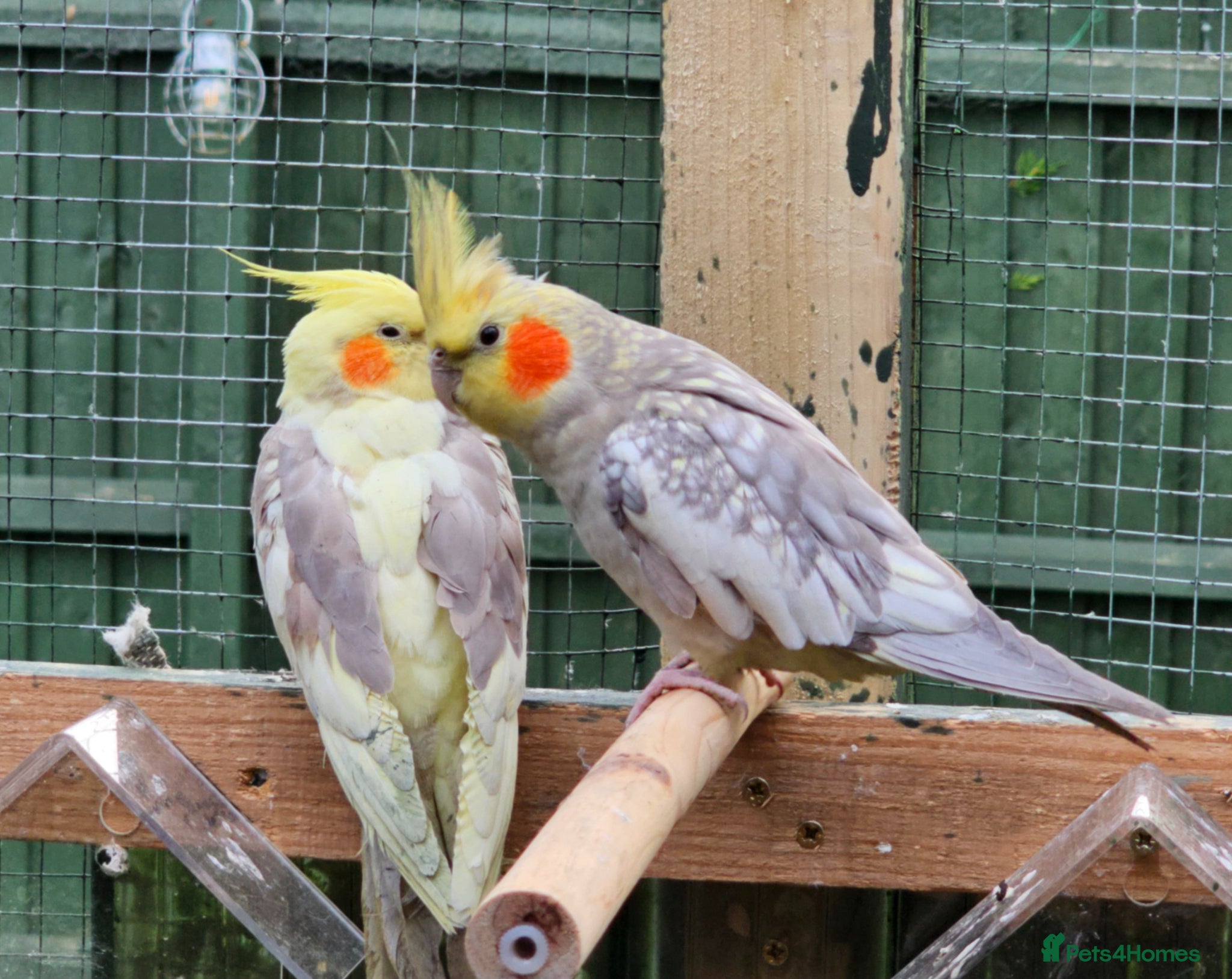 Cockatiels birds Birds  - Advert 1