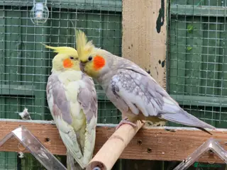 Cockatiels birds Birds - Advert 1