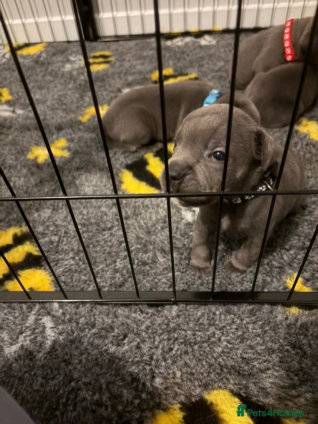 Staffordshire Bull Terrier dogs for sale: Kc Blue staffordshire bull terrier  - Image 1