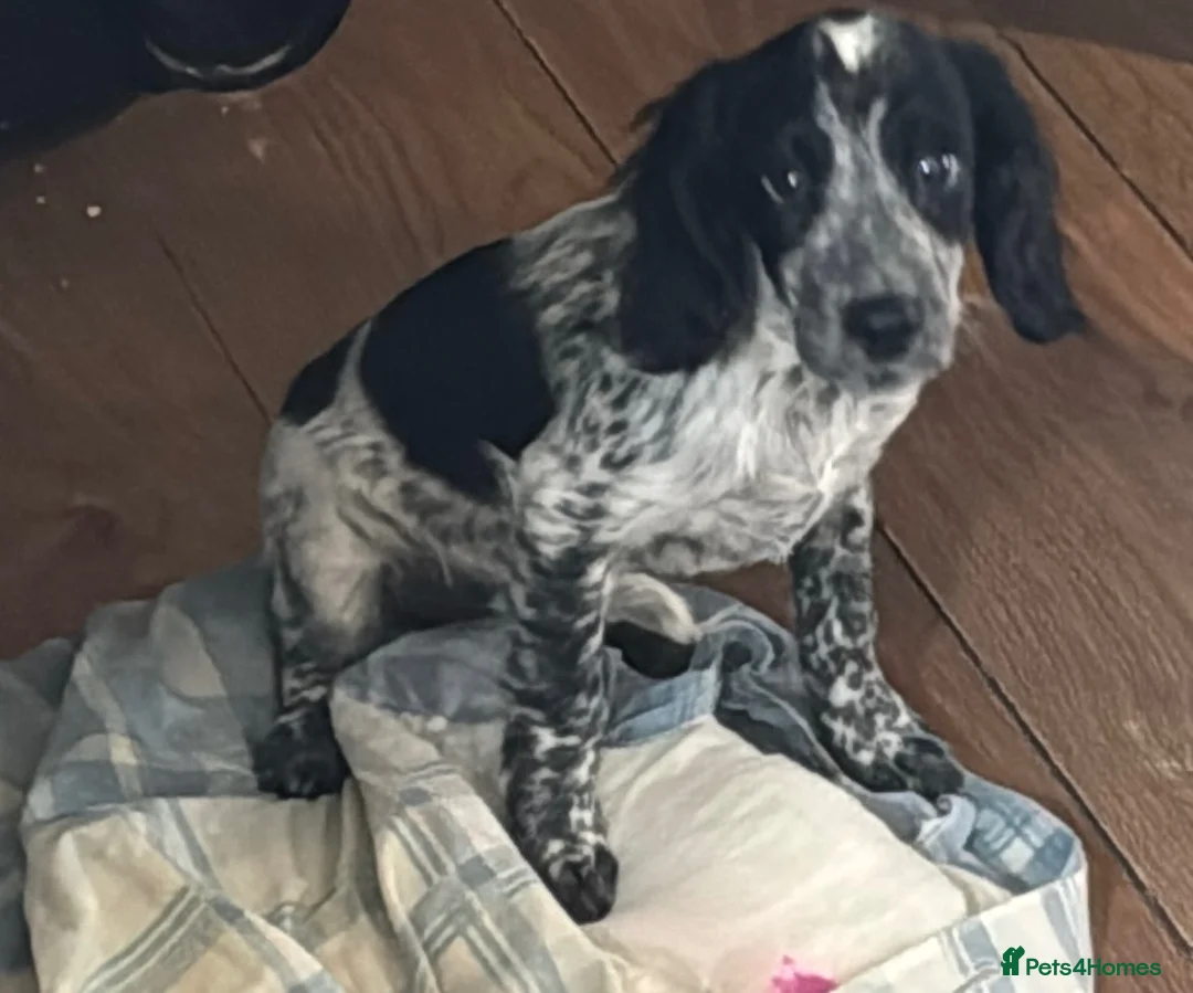 Cocker Spaniel dogs for sale: 5 month old Cocker Spaniel  in Washington - Advert 2