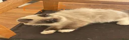 Ragdoll cats for sale: Very fluffy Cats for sale  - Advert 10
