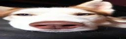 Shepsky dogs for sale: Shepsky stunners  - Advert 1