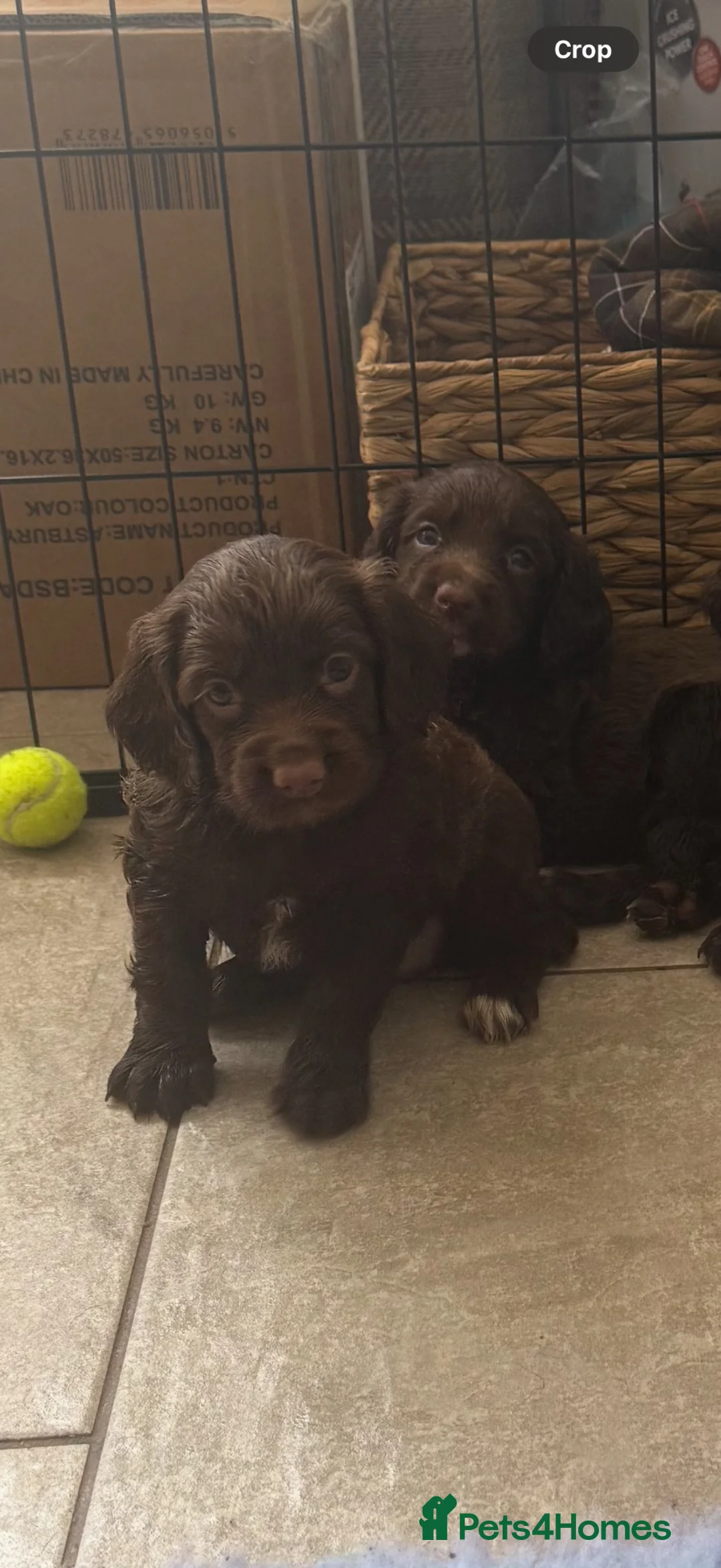 Sprocker dogs for sale: Female liver and white Sprocker  - Advert 8