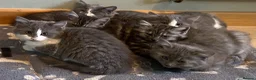 Mixed Breed cats for sale: Beautiful fluffy kittens available  - Advert 3