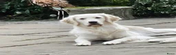 Golden Retriever dogs for sale: Palest cream puppies for sale - Advert 1