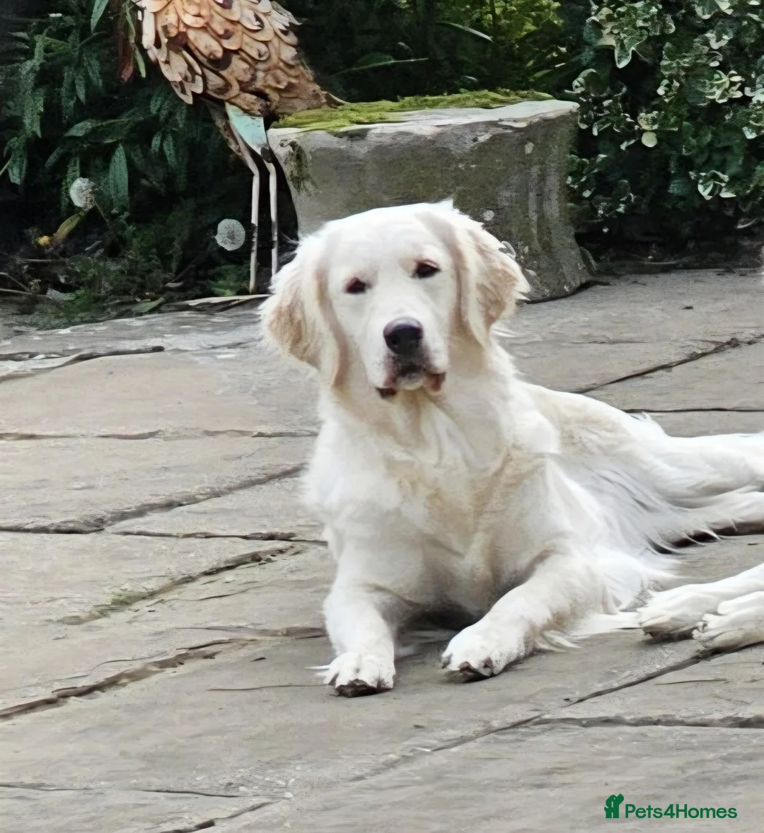 Golden Retriever dogs for sale: Palest cream puppies for sale - Advert 1