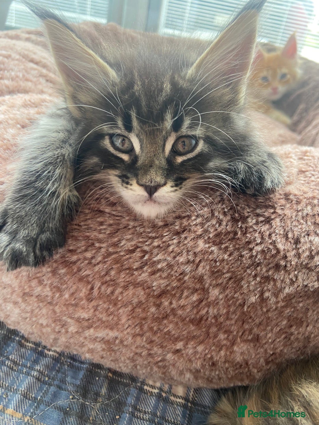 Maine Coon cats for sale: GCCF Registered Maine Coons Ready 16th August  in Banbury - Image 29