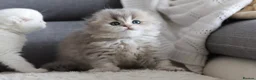Scottish Fold cats for sale: Scottish fold - Advert 2