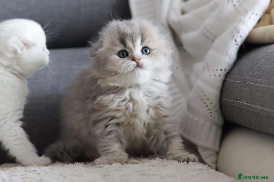 Scottish Fold cats for sale: Scottish fold - Advert 2