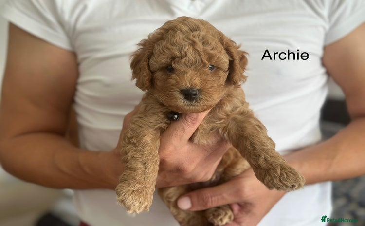 Cockapoo dogs - Advert 15