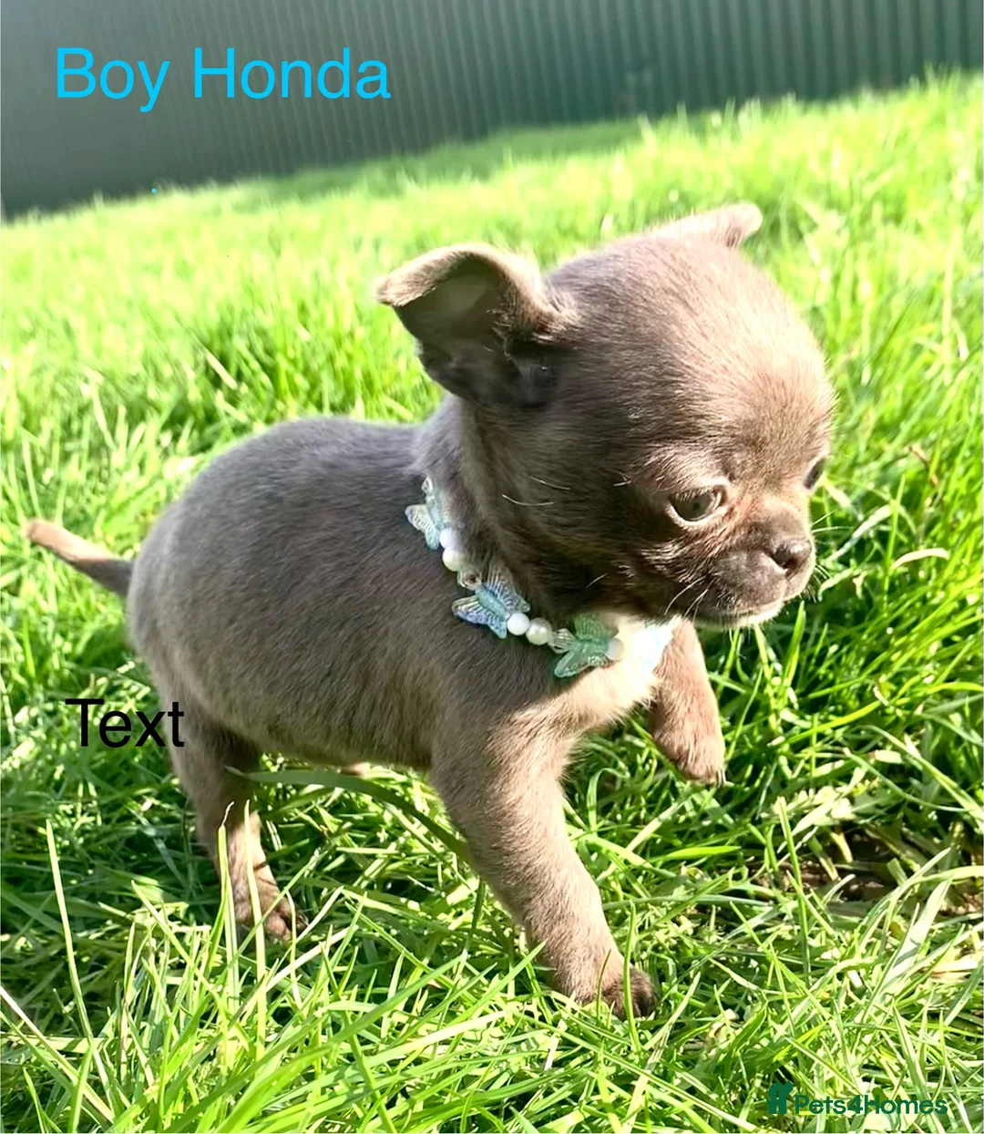 Chihuahua dogs for sale: Chihuahua pedigree 0% related parents in Leeds - Advert 9