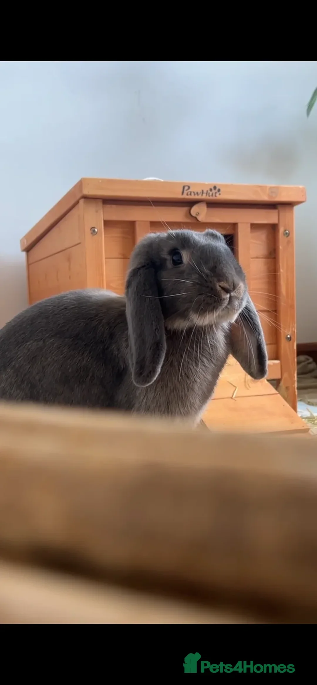 Mixed Breed rabbits for sale: Lovely Bonded rabbits + their belongings - Advert 7