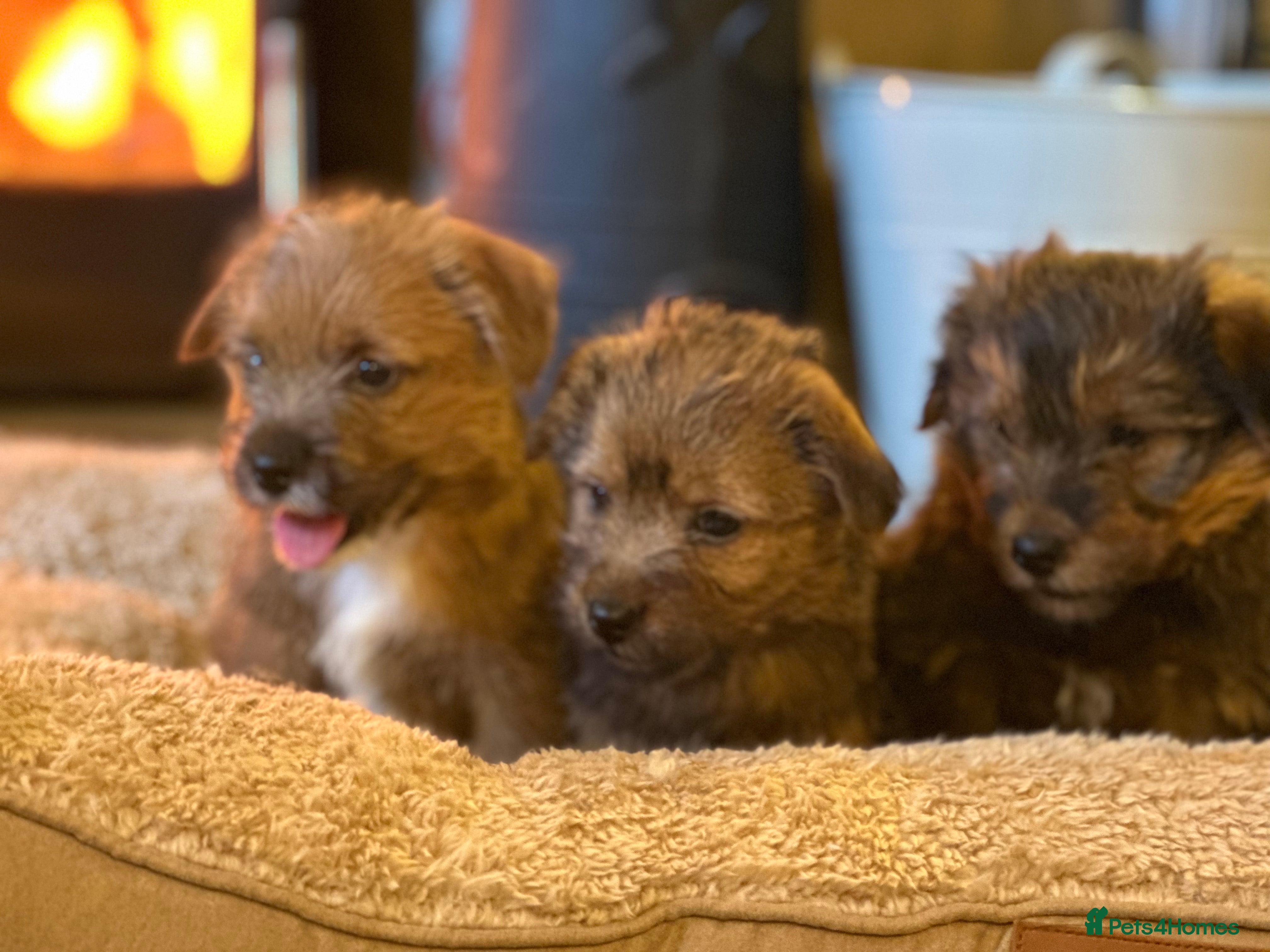 Norfolk Terrier dogs Stunning kc reg norfolk terrier boys  - Advert 10