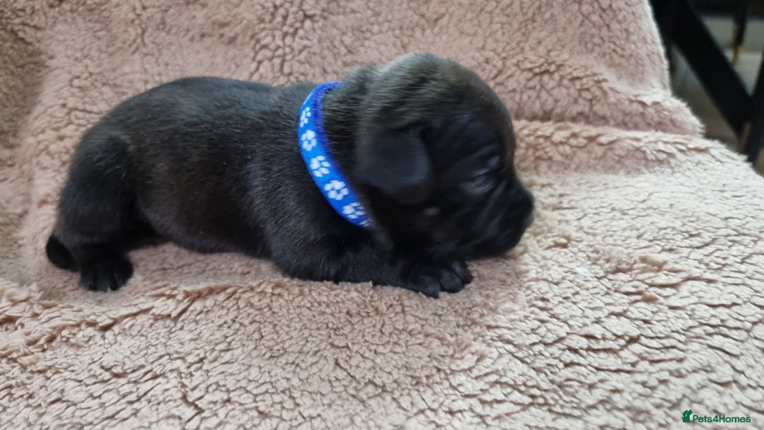 Staffordshire Bull Terrier dogs for sale: Dewellsblue - Advert 9