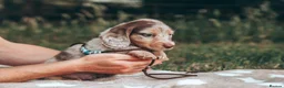 Miniature Dachshund dogs for sale: Exceptional Champion CK ML Dachshund Puppies  - Advert 13