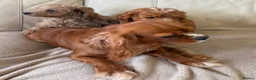 Cavapoo dogs for sale: Beautiful Cavapoo Puppy’s  - Advert 9